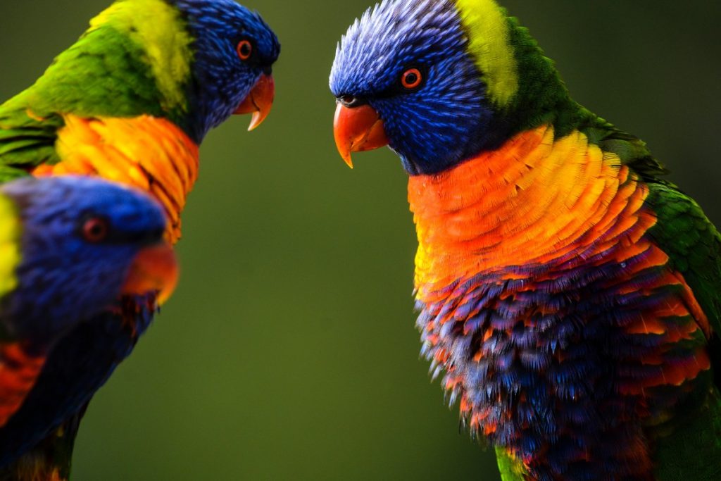 Do drones get attacked by birds? Birds