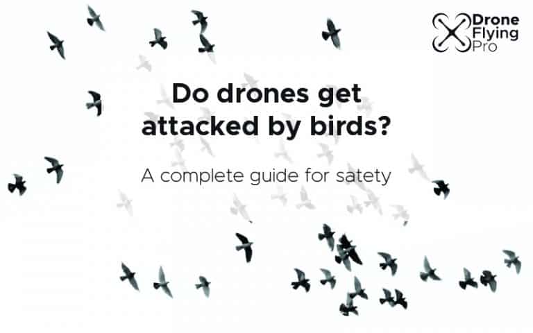 Do drones get attacked by birds? header image