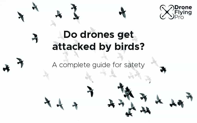 Do drones get attacked by birds? header image