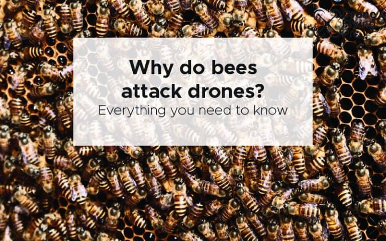 why do bees attack drones